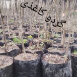 فروش5500نهال:گردوکاغذی،انارساوه،انجیر سه فصل ژاپن،نارنج