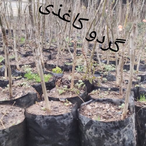 فروش5500نهال:گردوکاغذی،انارساوه،انجیر سه فصل ژاپن،نارنج