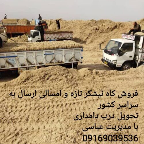 مرکز فروش کاه نیشکر درجه یک