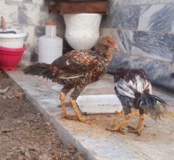 دو عدد خروس لاری