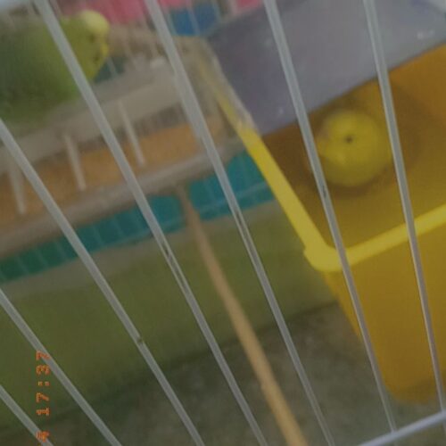 مرغ عشق باقفس 800بدون قفس 300