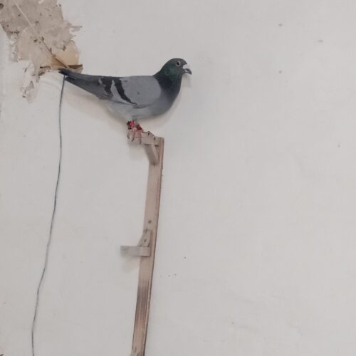 کفتر بون فریمان