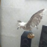 پرنده دکوراسیونی