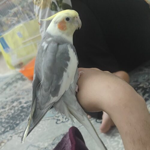 این عروس هلندی گمشده