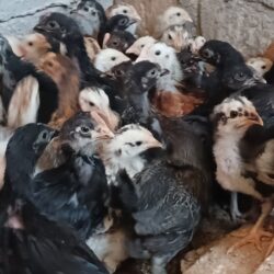 جوجه محلی