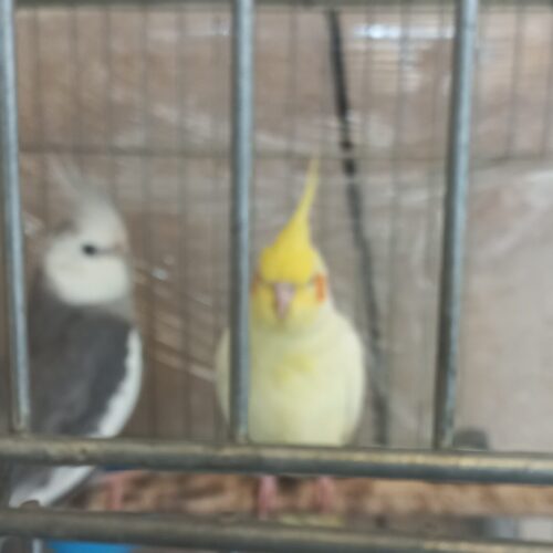 عروس هلندی