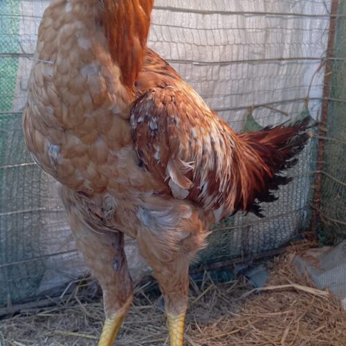 خروس لاری ابرش اصیل
