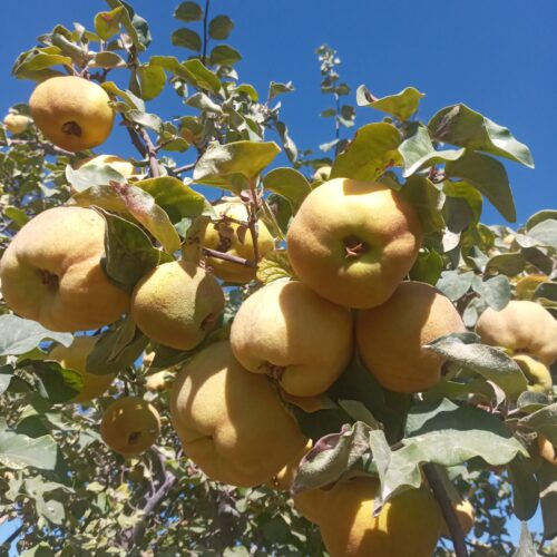 220 قصب درختکاری و ثمری با 1ساعت آب چاه