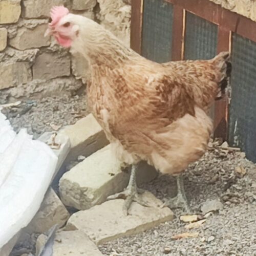 مرغ
