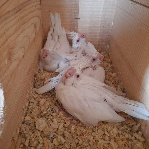 جوجه عروس هلندی سرلاکی و نرمه خور