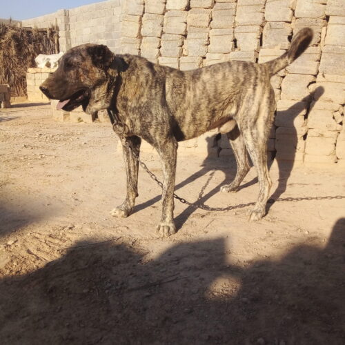 واگذاری سگ خراسانی