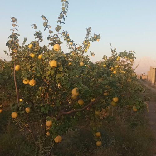 220 قصب درختکاری و ثمری با 1ساعت آب چاه