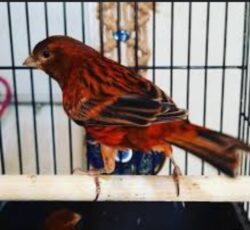 سهره قناری سرخ کت بنداز