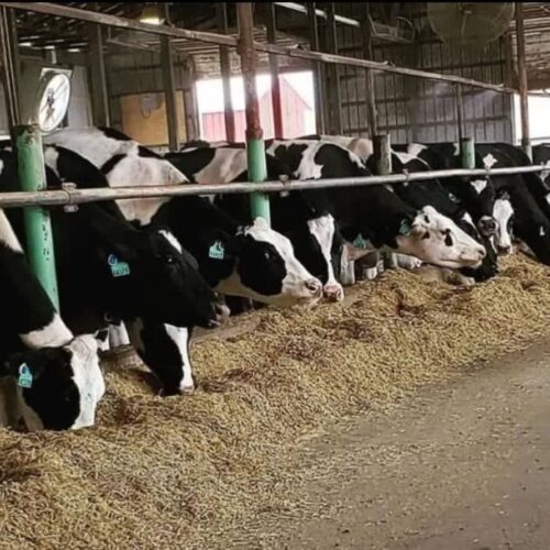 مرکز فروش کاه نیشکر درجه یک