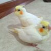 یک عدد جوجه عروس خانوم لوتینو و برادرش