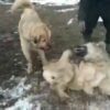 سگ سرابی جنگی وگله