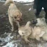سگ سرابی جنگی وگله