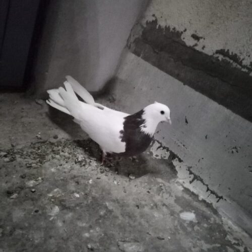 کفتر