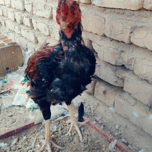 خروس چاباری