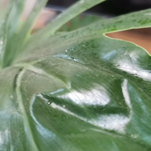 گل  برگ انجیری خوشگل