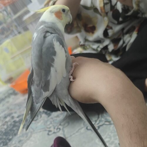 این عروس هلندی گمشده
