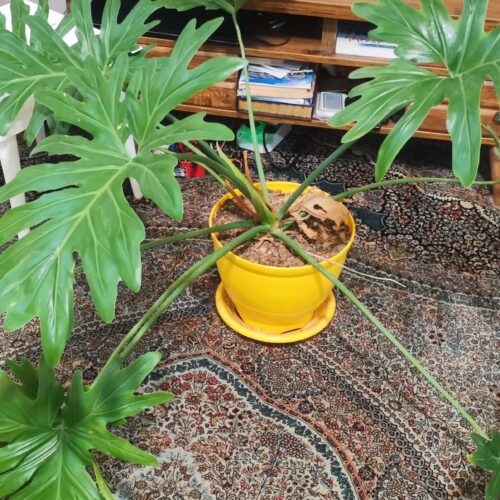 گل  برگ انجیری خوشگل