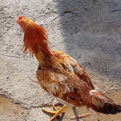 خروس لاری ابرش