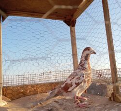 کفتر بون فریمان