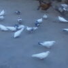 کبوتر معمولی خانگی