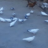 کبوتر معمولی خانگی