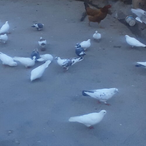 کبوتر معمولی خانگی