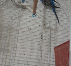 مرغ عشق بدون قفس