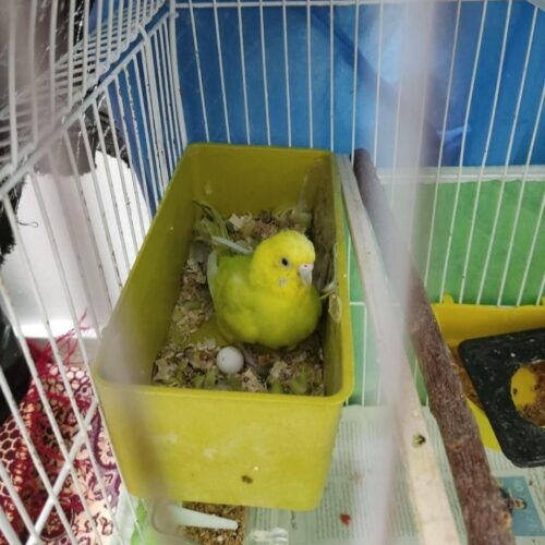 مرغ عشق مولد به همراه چهار تا تخم چهار تا جوجه