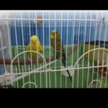مرغ عشق مولد به همراه چهار تا تخم چهار تا جوجه