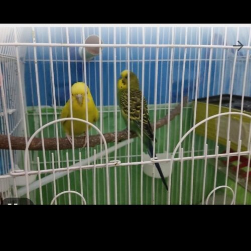 مرغ عشق مولد به همراه چهار تا تخم چهار تا جوجه