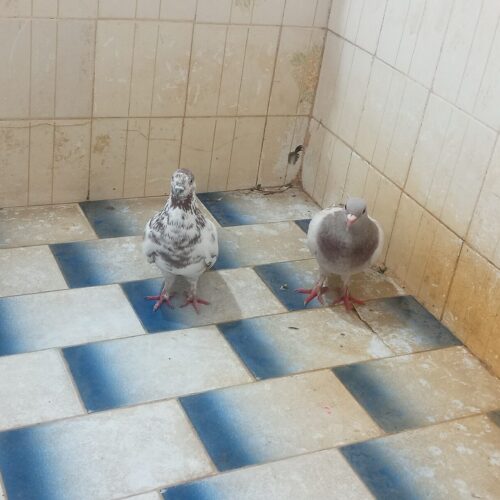 کفتر پشتدار  لایه سور گرگی