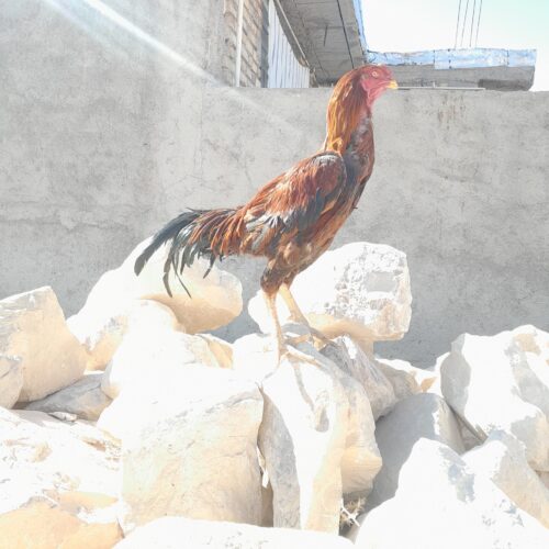 خروس جنگی