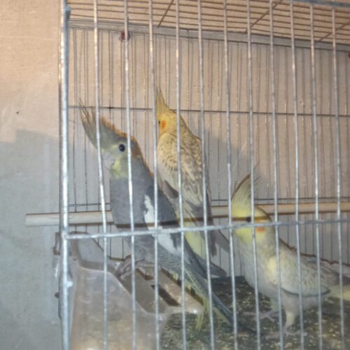 عروس هلندی