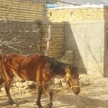 اسب مادیون 2 نیم ساله