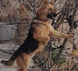 ژرمن مو بلند اصیل