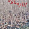 فروش5500نهال:گردوکاغذی،انارساوه،انجیر سه فصل ژاپن،نارنج