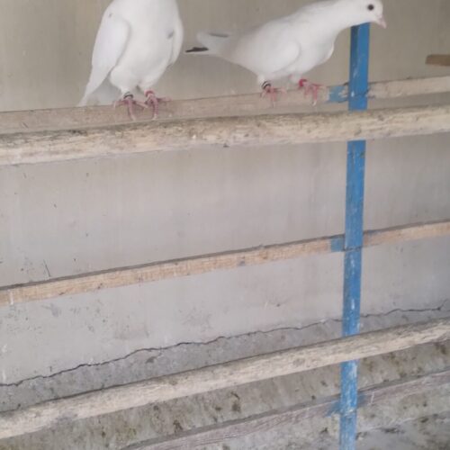 کفتر دهن جور تضمینی