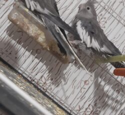 یک جفت عروس هلندی وایت فیس