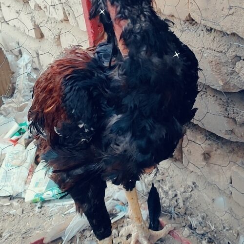 خروس چاباری