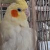 4 عدد عروس هلندی سالم