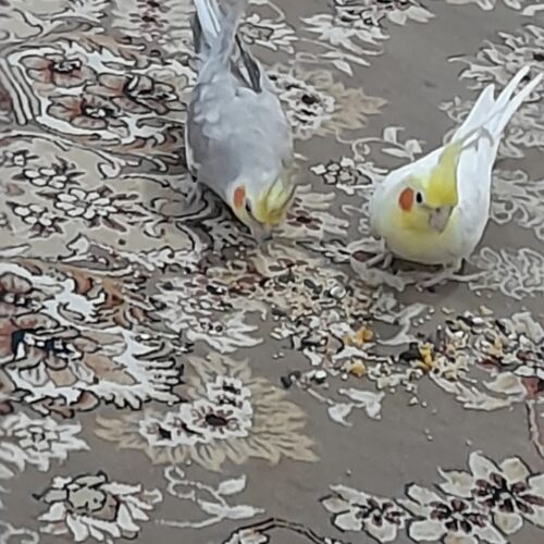 عروس هلندی