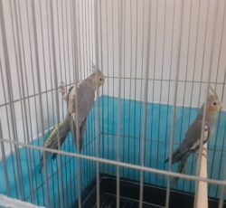 طوطی عروس هلند