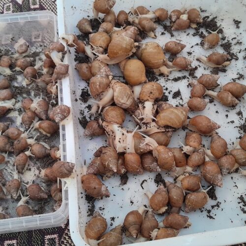 کله حلزون های در تصویر بادو باکس
