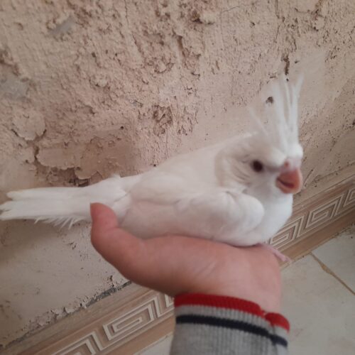 جوجه عروس هلندی سرلاکی و نرمه خور