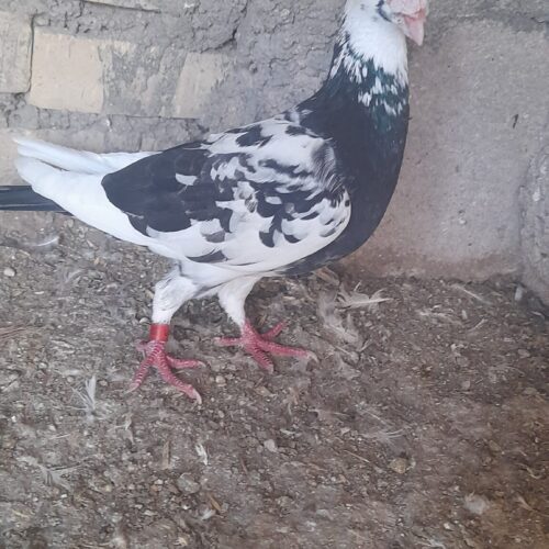 دورگ گرفتنی